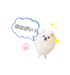 あおきさんちのわんこ（個別スタンプ：2）