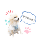 あおきさんちのわんこ（個別スタンプ：3）