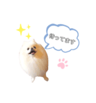 あおきさんちのわんこ（個別スタンプ：4）