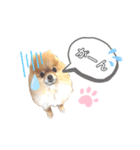 あおきさんちのわんこ（個別スタンプ：5）