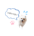 あおきさんちのわんこ（個別スタンプ：6）