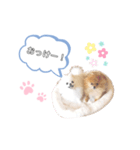 あおきさんちのわんこ（個別スタンプ：7）