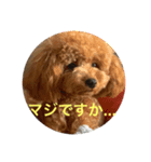 CoRoCoRoN（個別スタンプ：6）
