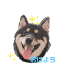 あずきさん.（個別スタンプ：1）