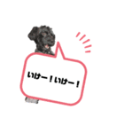 うちのいぬちゃん（個別スタンプ：8）