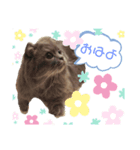 Marquis4（個別スタンプ：1）
