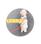 ♡シーズー こむぎ♡（個別スタンプ：3）