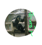 動物バージョン（個別スタンプ：5）