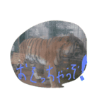 動物バージョン（個別スタンプ：6）