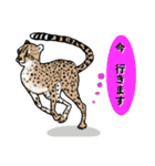 チーター 大好き（個別スタンプ：30）