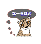 チーター 大好き（個別スタンプ：31）