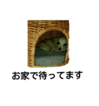 Kofukuchan No.5（個別スタンプ：7）