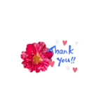 ありがとうにバラの花を添えて（個別スタンプ：7）