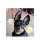 ミニピンのはるくん（個別スタンプ：3）