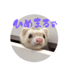 †ひめまるのスタンプ†（個別スタンプ：1）