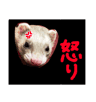 †ひめまるのスタンプ†（個別スタンプ：8）