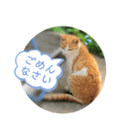 うめちゃんと遊ぼう（個別スタンプ：5）