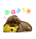 ポコタスタンプ（個別スタンプ：2）