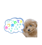 ポコタスタンプ（個別スタンプ：6）