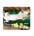 ザウルス6（個別スタンプ：4）