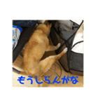 ザウルス6（個別スタンプ：6）