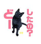 秋田ニャンズ（個別スタンプ：1）