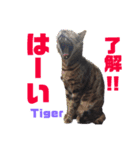 秋田ニャンズ（個別スタンプ：3）
