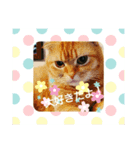 さんま、ひまわりお誘いスタンプ（個別スタンプ：3）
