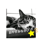 さんま、ひまわりお誘いスタンプ（個別スタンプ：8）