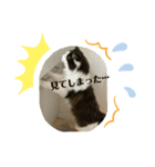 にゃんこ大量発生（個別スタンプ：2）