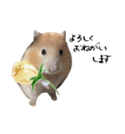お花ところも（個別スタンプ：5）