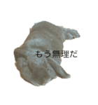 我が家のうさぎ20190621（個別スタンプ：1）