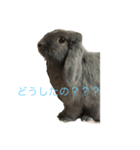 我が家のうさぎ20190621（個別スタンプ：3）