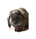 我が家のうさぎ20190621（個別スタンプ：5）
