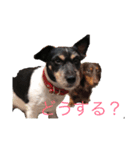 さすけと仲間たち（個別スタンプ：5）