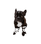 フレンチブルの紬(つむぎ)（個別スタンプ：3）