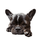 フレンチブルの紬(つむぎ)（個別スタンプ：4）