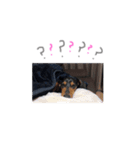 愛するぺろぺち。（個別スタンプ：3）