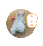 今日のすあま②（個別スタンプ：1）