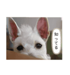 今日のすあま②（個別スタンプ：2）