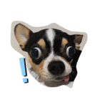 犬のスタンプdog stamp（個別スタンプ：1）