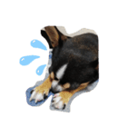 犬のスタンプdog stamp（個別スタンプ：2）