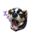 犬のスタンプdog stamp（個別スタンプ：3）