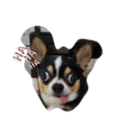 犬のスタンプdog stamp（個別スタンプ：5）