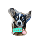 犬のスタンプdog stamp（個別スタンプ：6）
