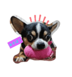 犬のスタンプdog stamp（個別スタンプ：7）