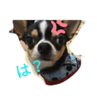 犬のスタンプdog stamp（個別スタンプ：8）