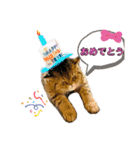 ポアロのスタンプ（3）（個別スタンプ：1）