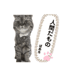 ポアロのスタンプ（3）（個別スタンプ：5）