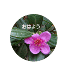 Flowers Set（個別スタンプ：1）